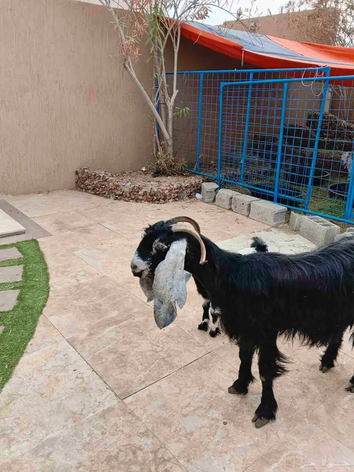 عنز عارضيه معها جفره 0