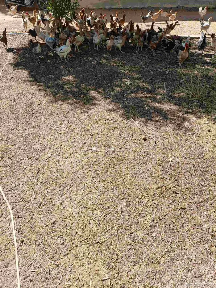 وز عراقي ودجاج بلدي بياض 2