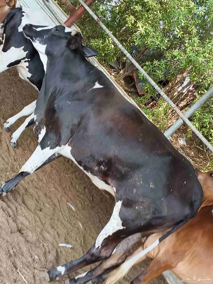 اعراض لكم بقره جرسي منتوج معها عجل وخبيش قرايب 6