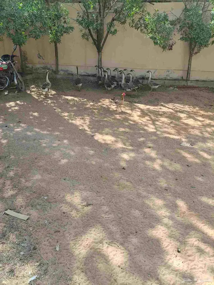 وز عراقي ودجاج بلدي بياض 6