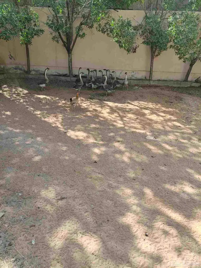 وز عراقي ودجاج بلدي بياض 5