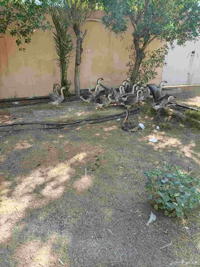 وز عراقي ودجاج بلدي بياض 0