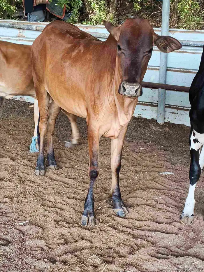 اعراض لكم بقره جرسي منتوج معها عجل وخبيش قرايب 5