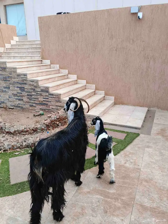 عنز عارضيه معها جفره 1