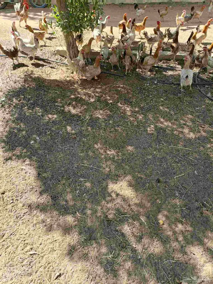 وز عراقي ودجاج بلدي بياض 4