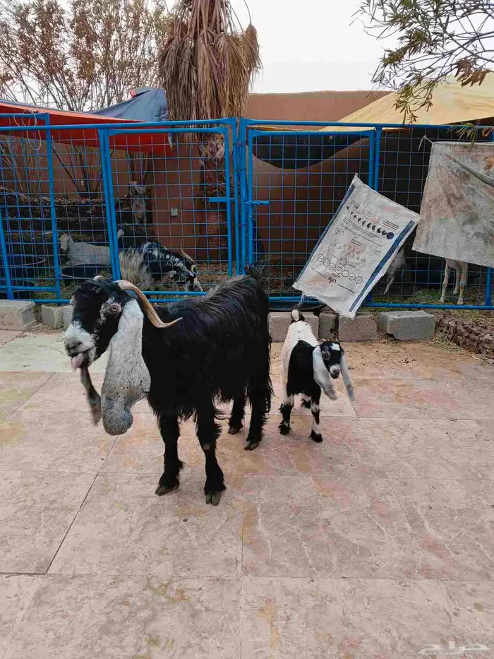 عنز عارضيه معها جفره 3