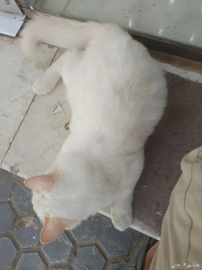 قط  للبيع علا السوم 1