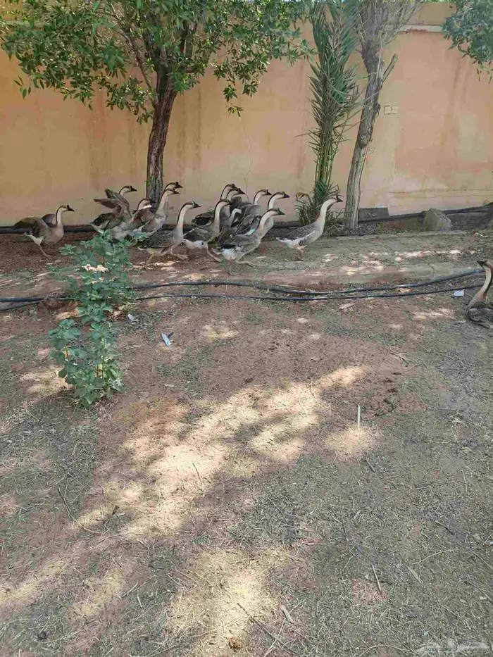 وز عراقي ودجاج بلدي بياض 1