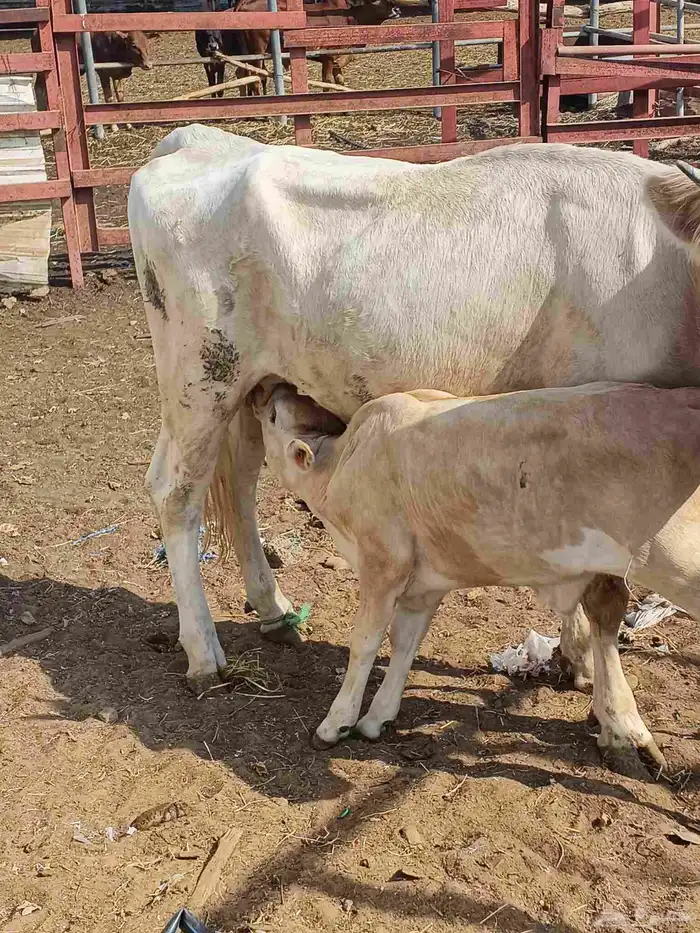 اعراض لكم بقره جرسي منتوج معها عجل وخبيش قرايب 2