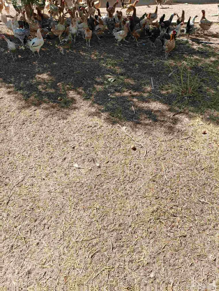 وز عراقي ودجاج بلدي بياض 3