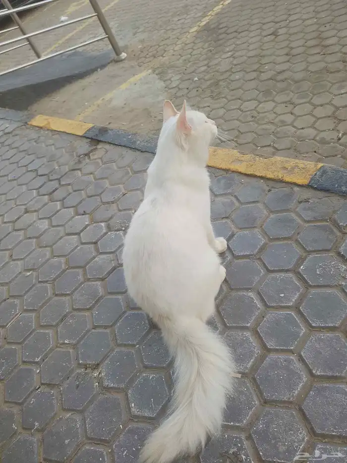 قط  للبيع علا السوم 2