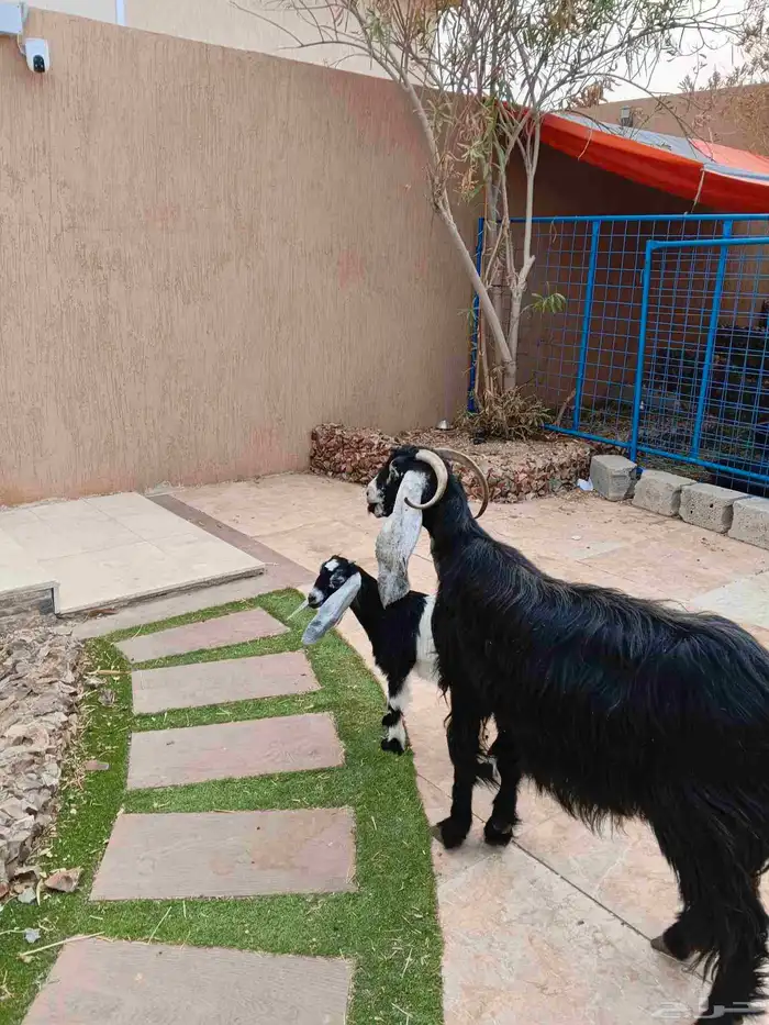 عنز عارضيه معها جفره 2