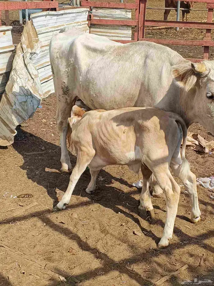 اعراض لكم بقره جرسي منتوج معها عجل وخبيش قرايب 0