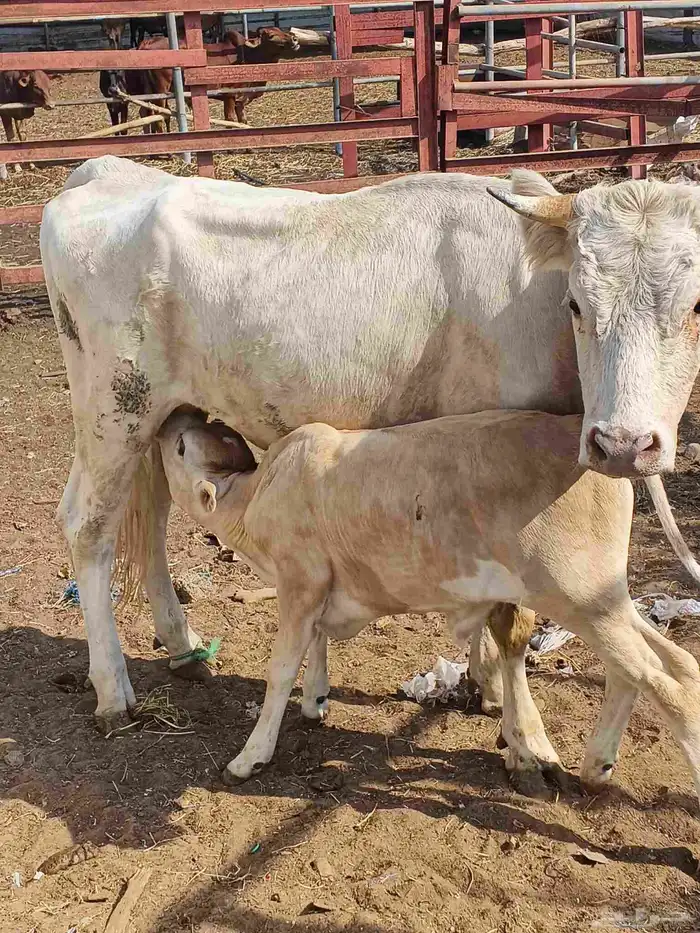 اعراض لكم بقره جرسي منتوج معها عجل وخبيش قرايب 3