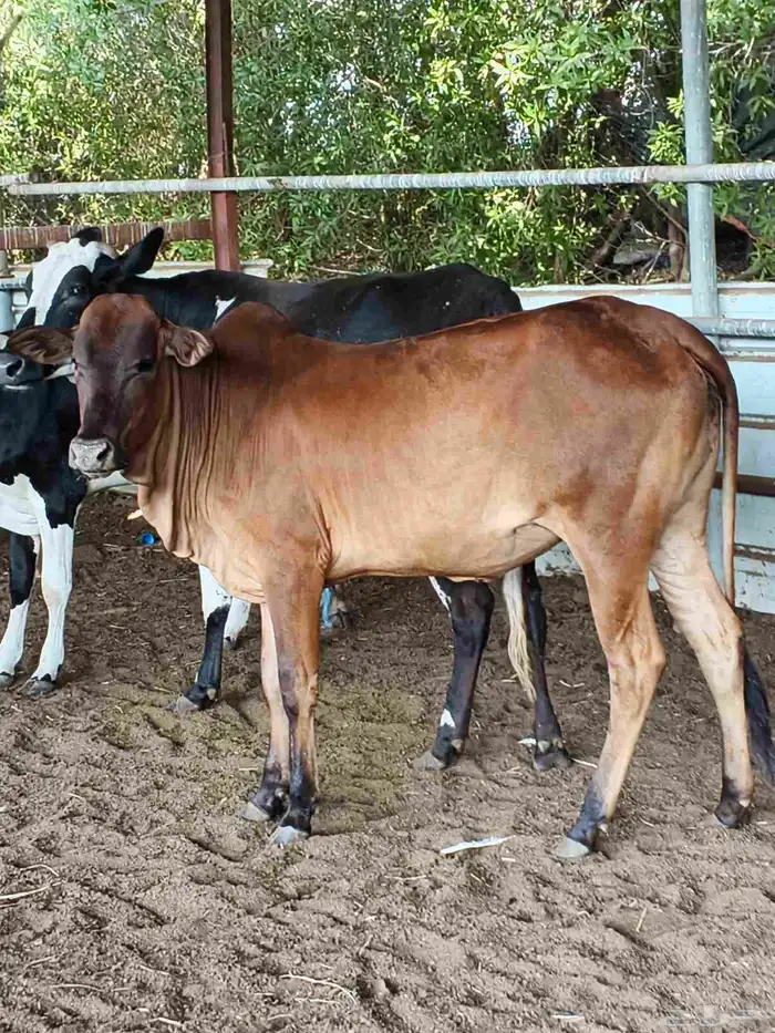 اعراض لكم بقره جرسي منتوج معها عجل وخبيش قرايب 8