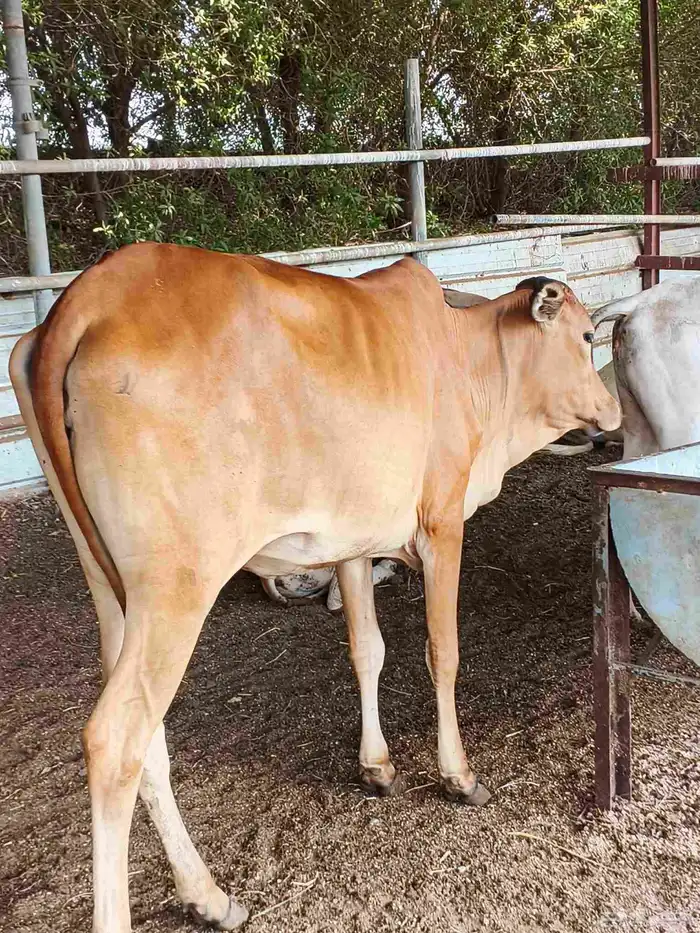 اعراض لكم بقره جرسي منتوج معها عجل وخبيش قرايب 9