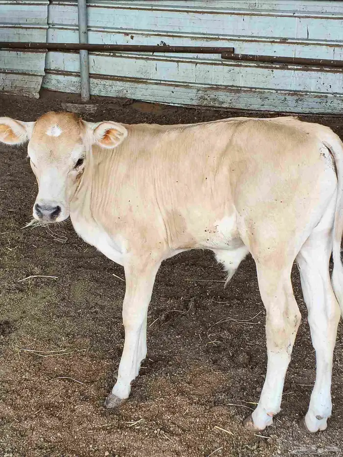 اعراض لكم بقره جرسي منتوج معها عجل وخبيش قرايب 7