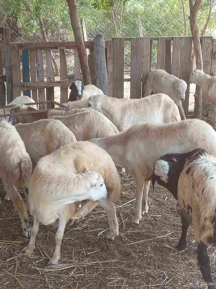 كباشه بلدي 3