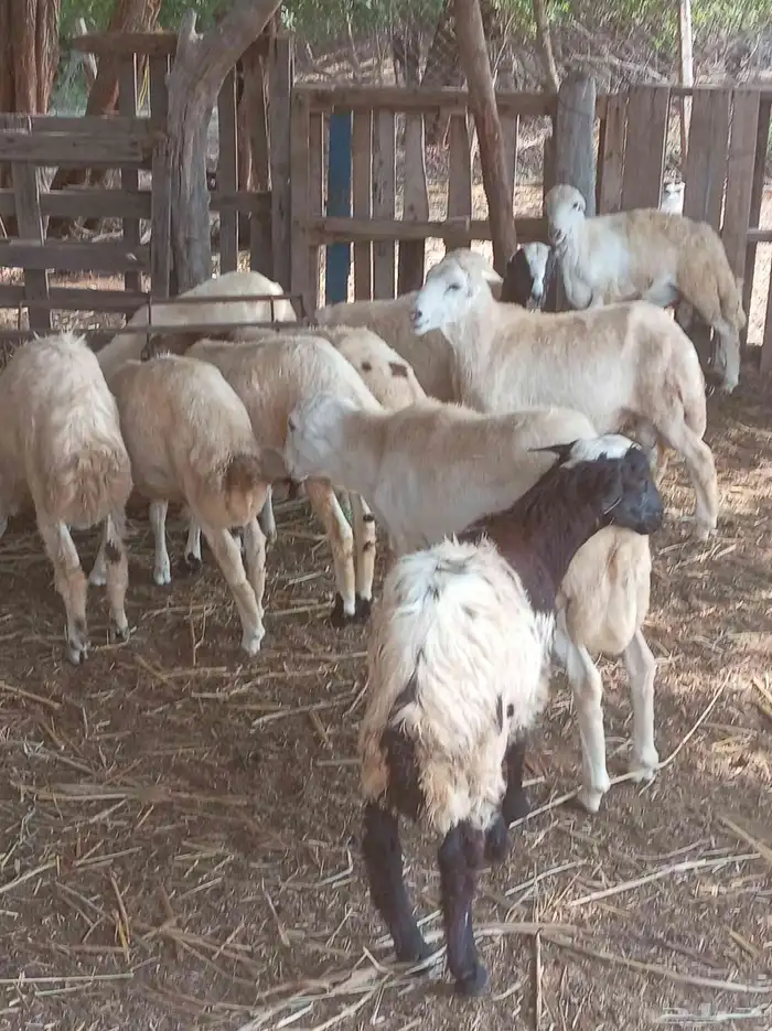 كباشه بلدي 5