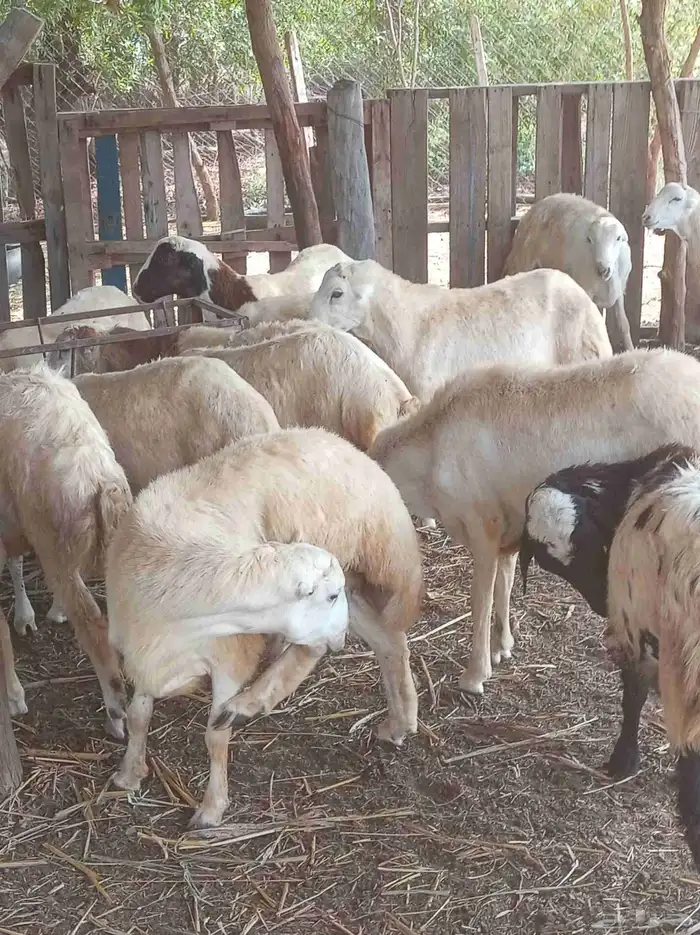 كباشه بلدي 4