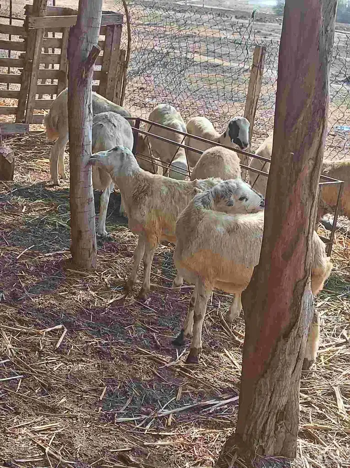 كباشه بلدي 1