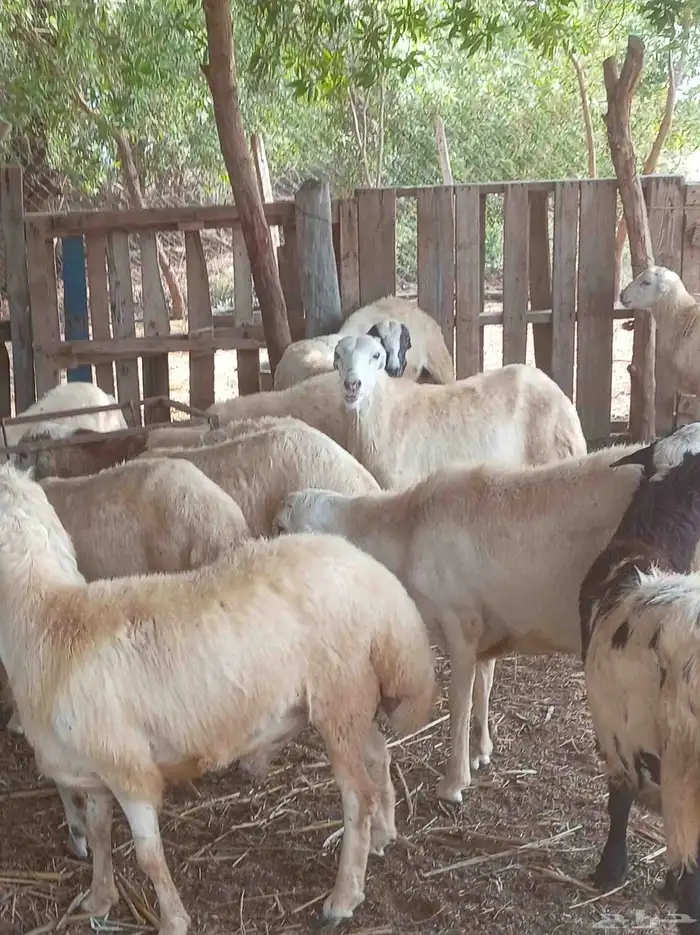 كباشه بلدي 2