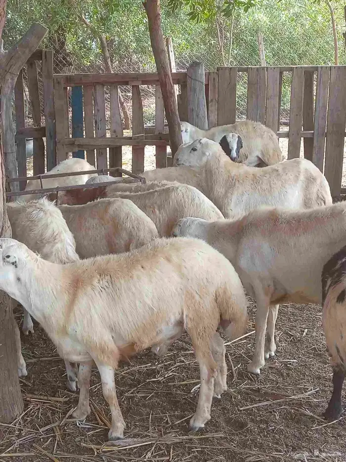 كباشه بلدي 0