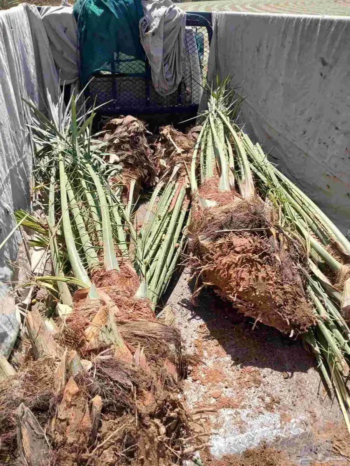 نخل واشنطن أمريكي للبيع نخيل مثمر اخلاص صقعي هلالي برحي سكري 5