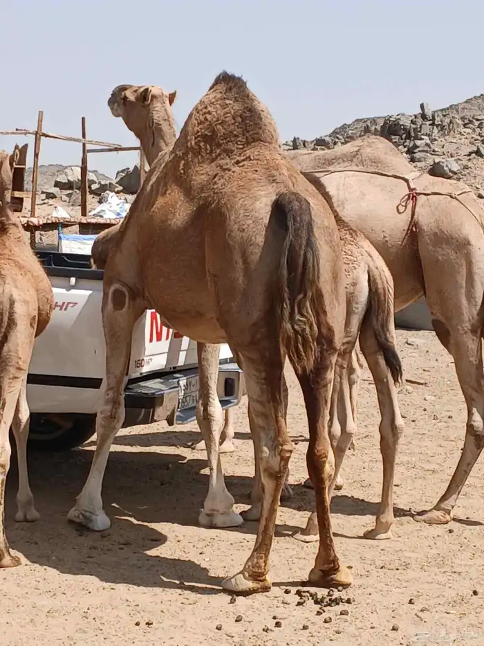 نياق خلفات 3