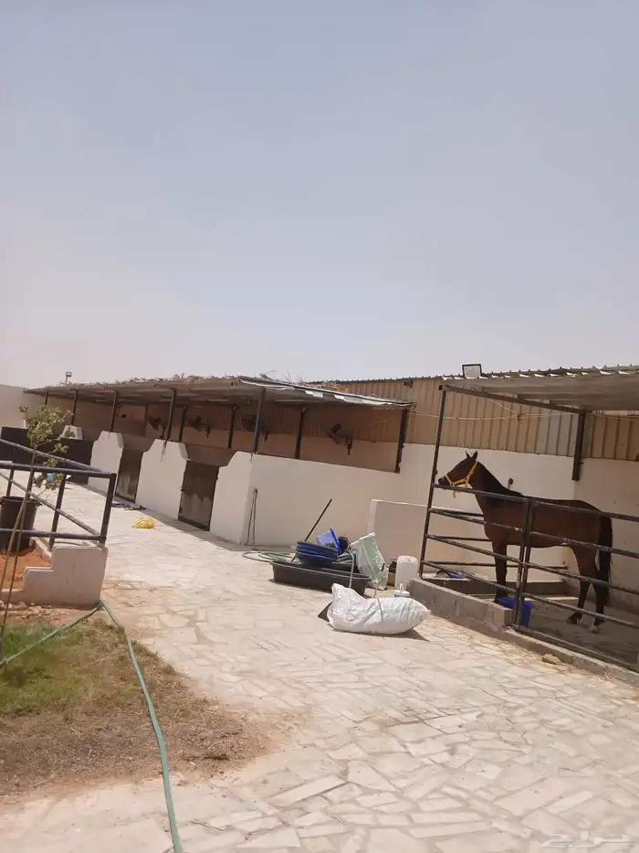 بناء غرف خيل 0