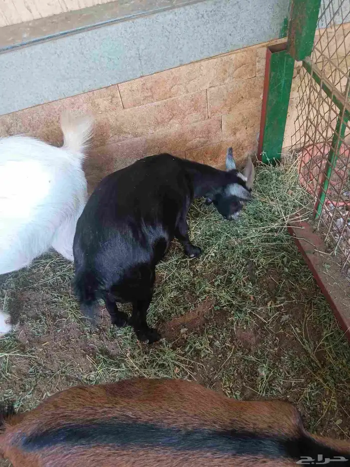 معزه قزم للبيع 0