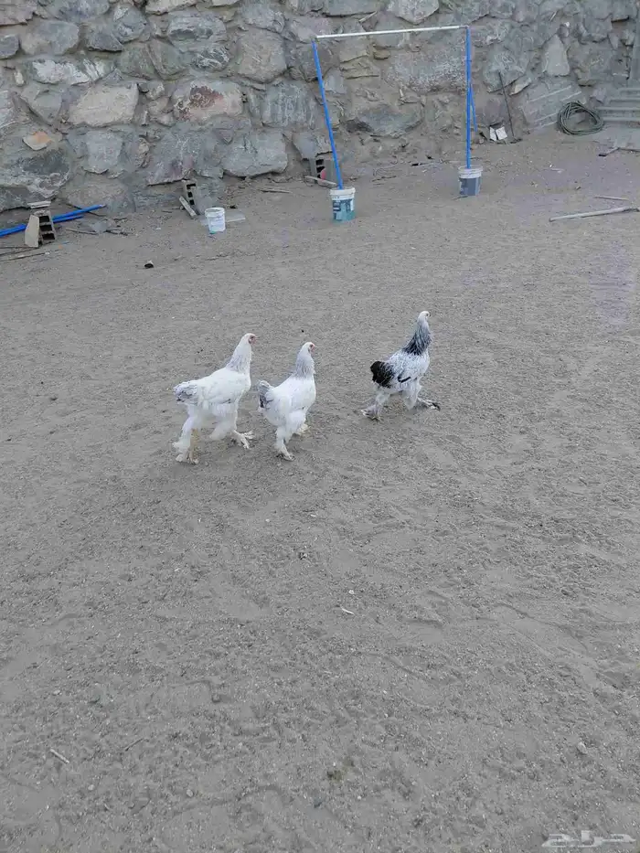 دجاج ديوك عربي وبرهما 9