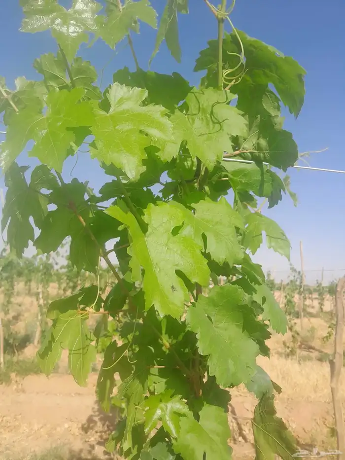 ورق عنب ناعم كميات 0