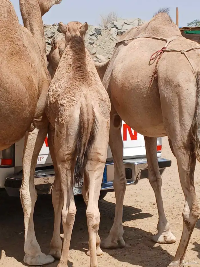 نياق خلفات 4