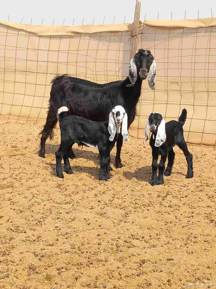 معزا متاويم 2تحتها 4 ب1800 0