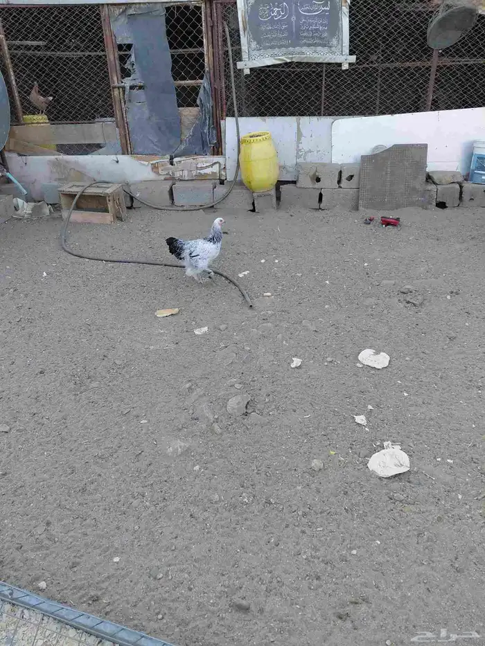 دجاج ديوك عربي وبرهما 2