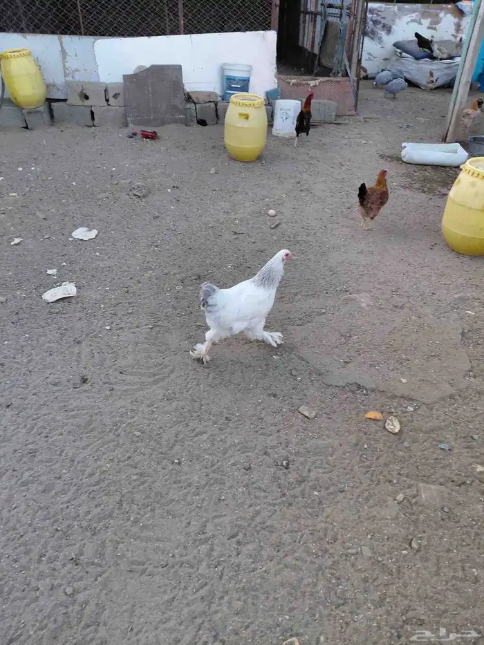 دجاج ديوك عربي وبرهما 8
