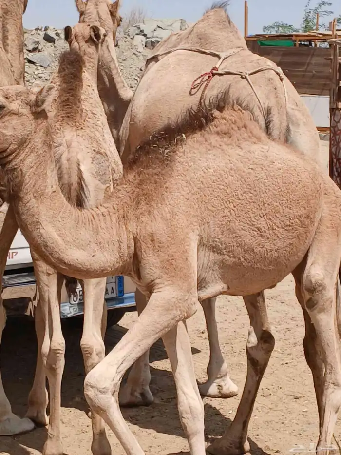 نياق خلفات 2