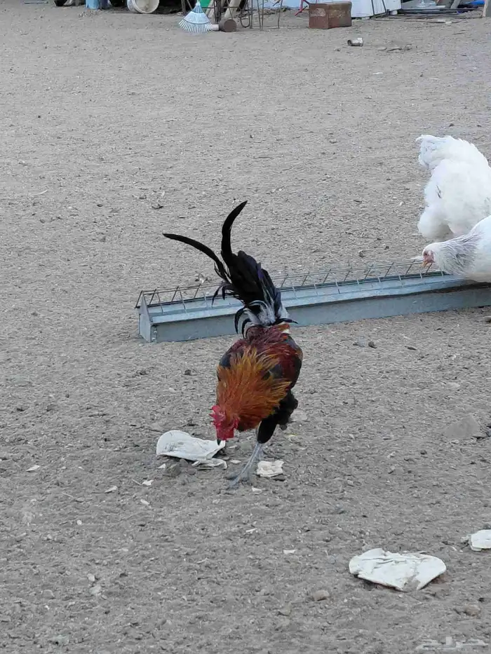 دجاج ديوك عربي وبرهما 5