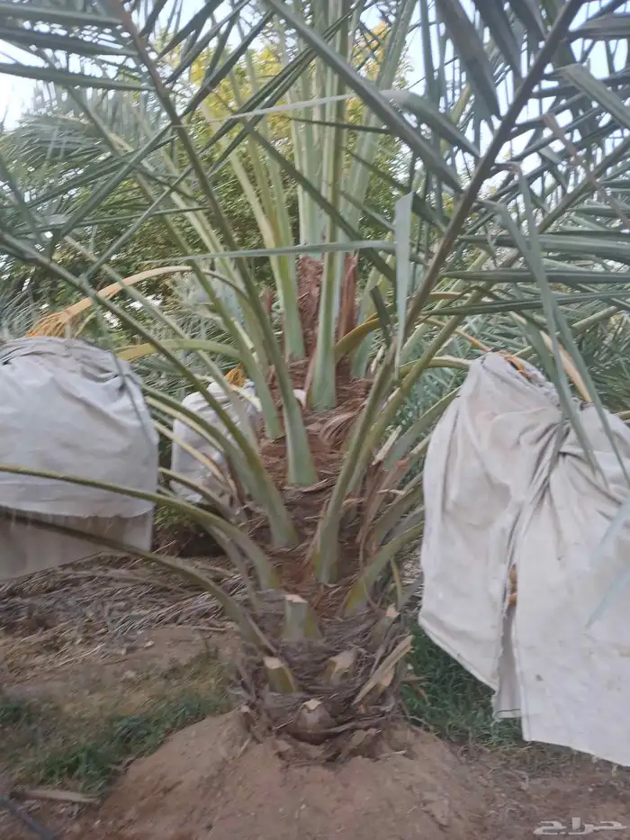 نخل واشنطن أمريكي للبيع نخيل مثمر اخلاص صقعي هلالي برحي سكري 3