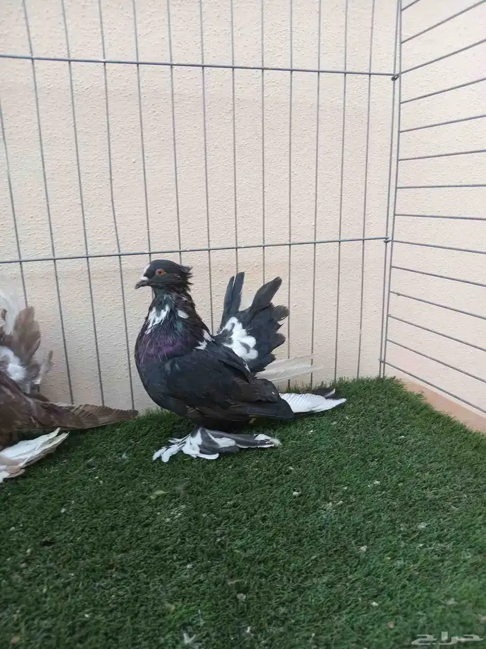 سلام عليكم 1