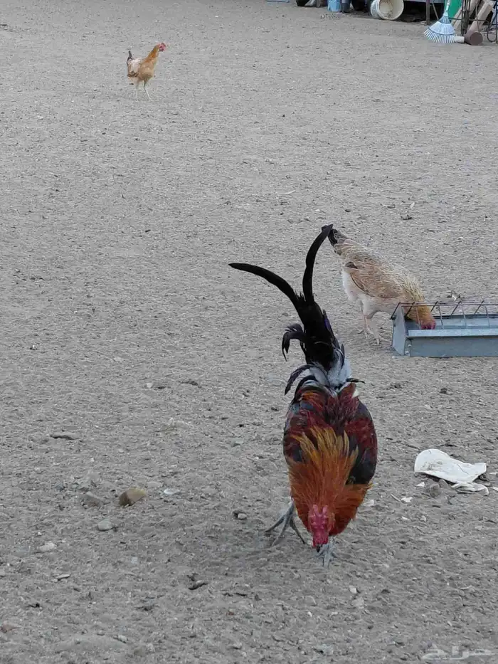 دجاج ديوك عربي وبرهما 6