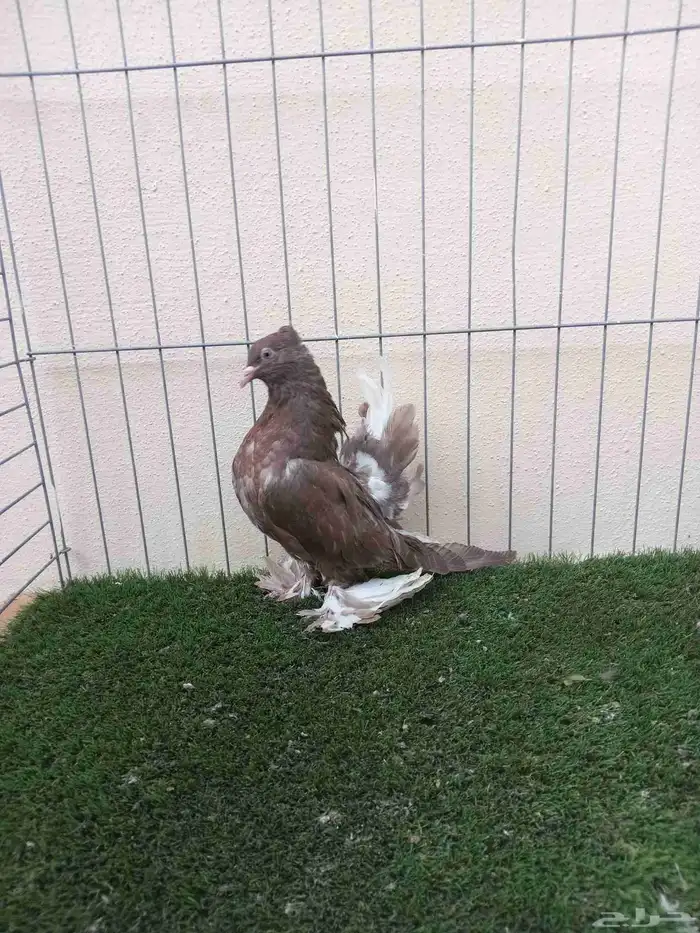 سلام عليكم 0