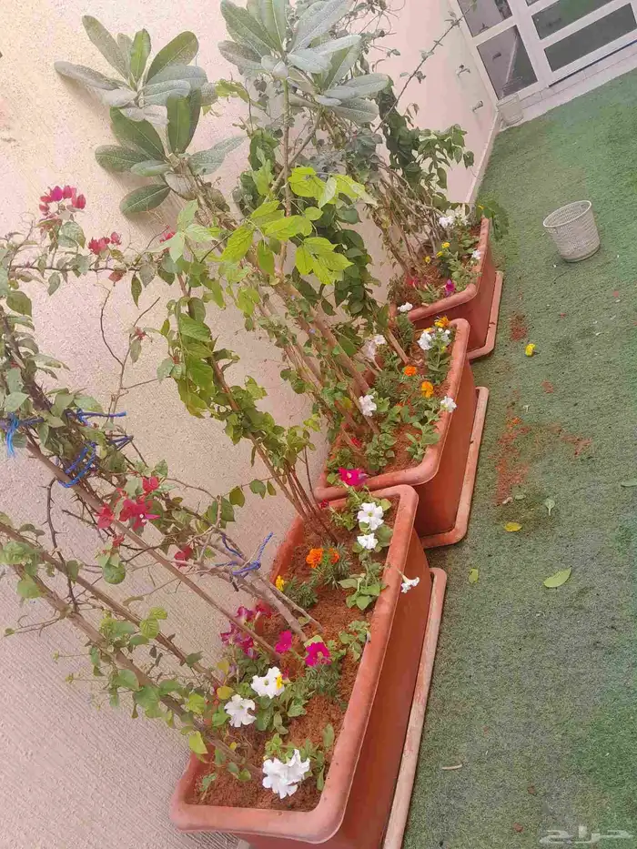 تنسيق حدائق أشجار وزهور 4