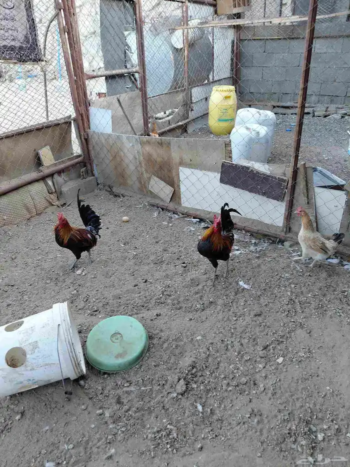 دجاج ديوك عربي وبرهما 1