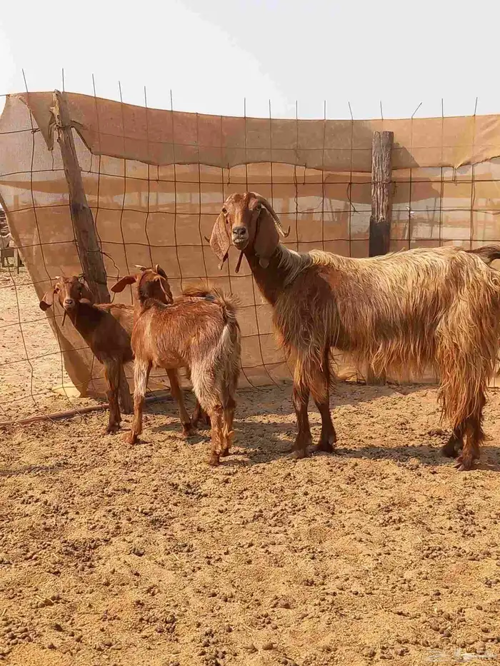 معزا متاويم 2تحتها 4 ب1800 2