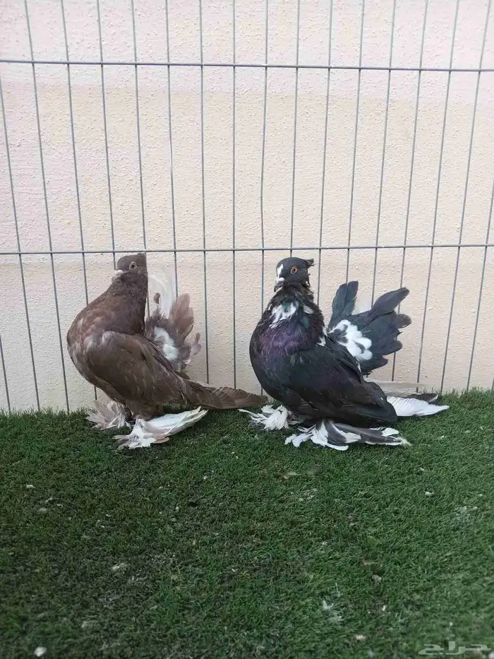 سلام عليكم 2