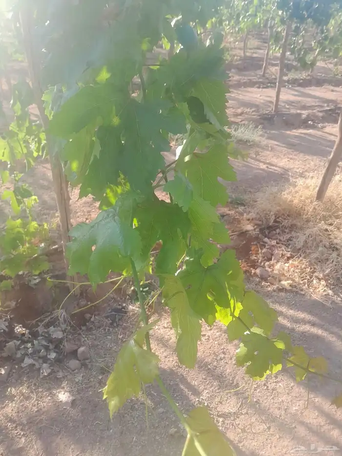 ورق عنب ناعم كميات 2