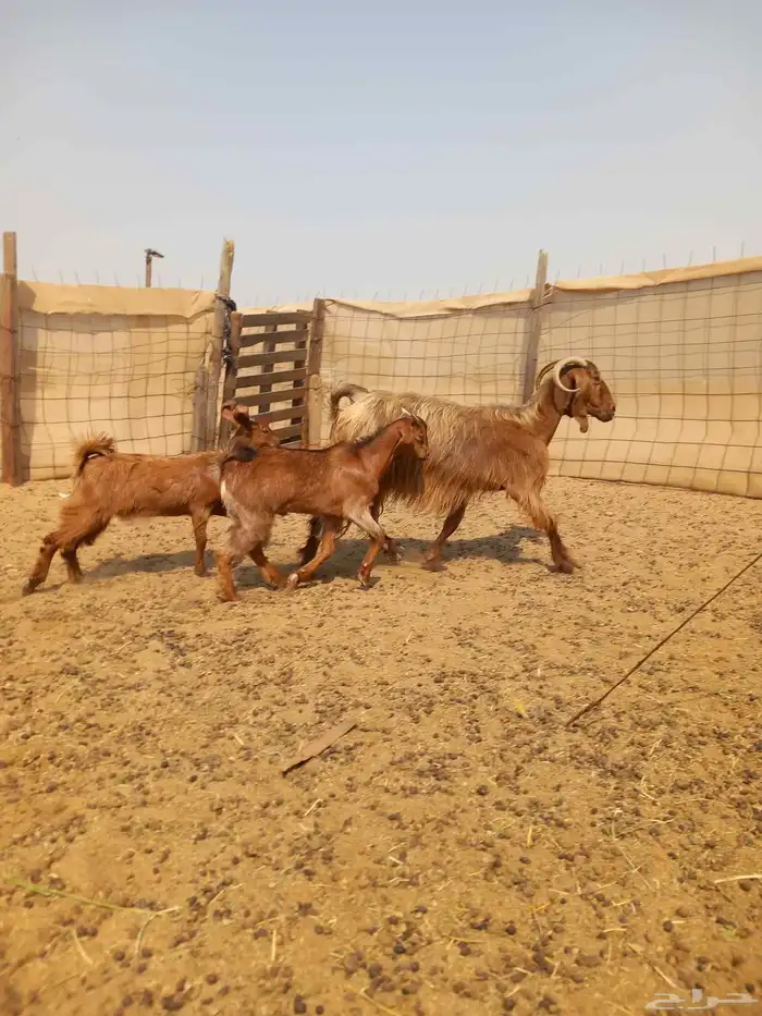 معزا متاويم 2تحتها 4 ب1800 3