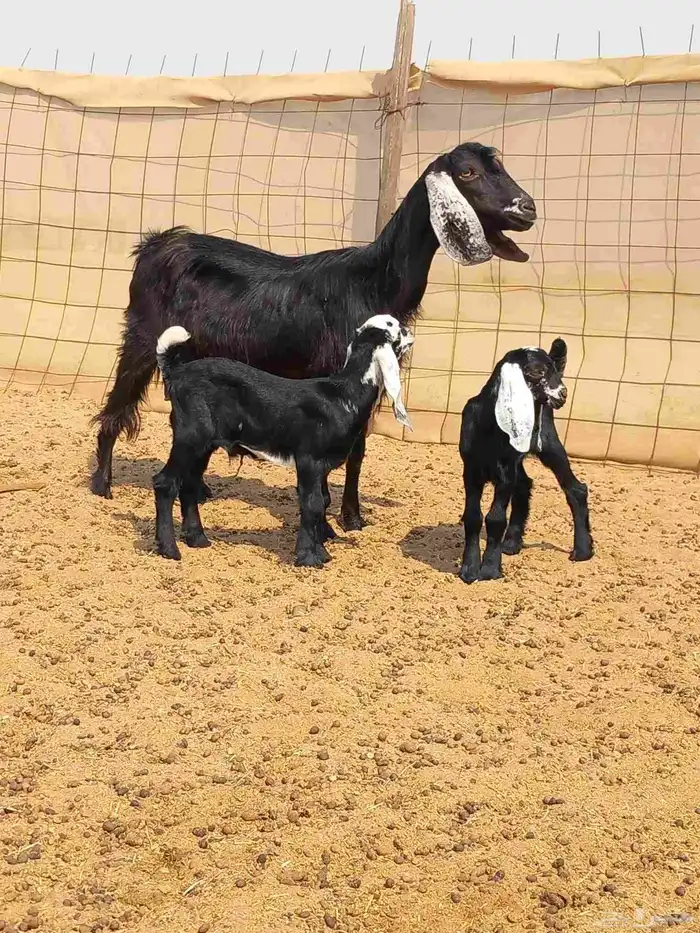 معزا متاويم 2تحتها 4 ب1800 1